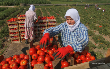 Domates Hasadı...