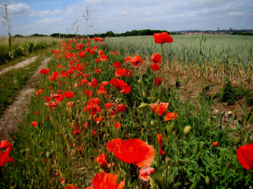 MOHNBLUMEN 