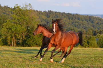 ... Horses 3