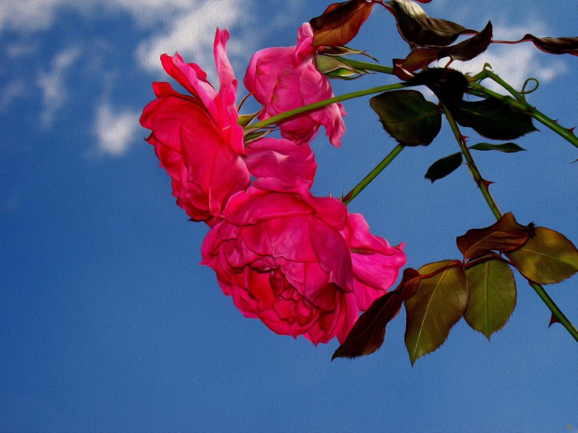 ROSEN