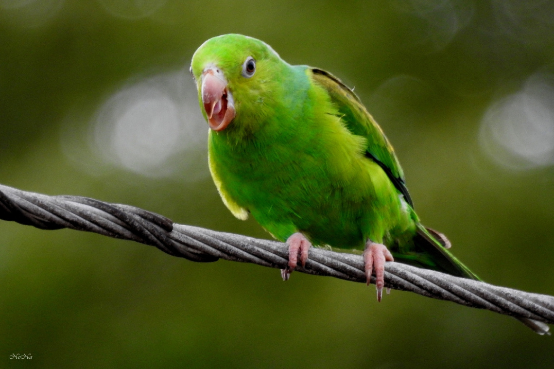 Singing
