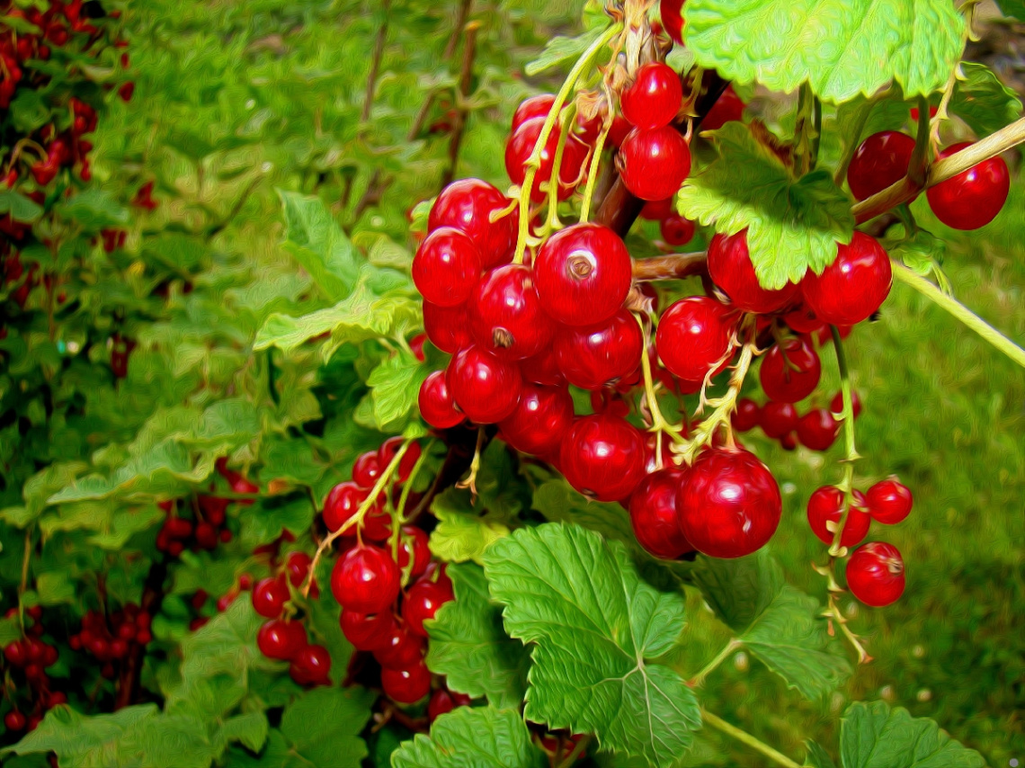 BEEREN