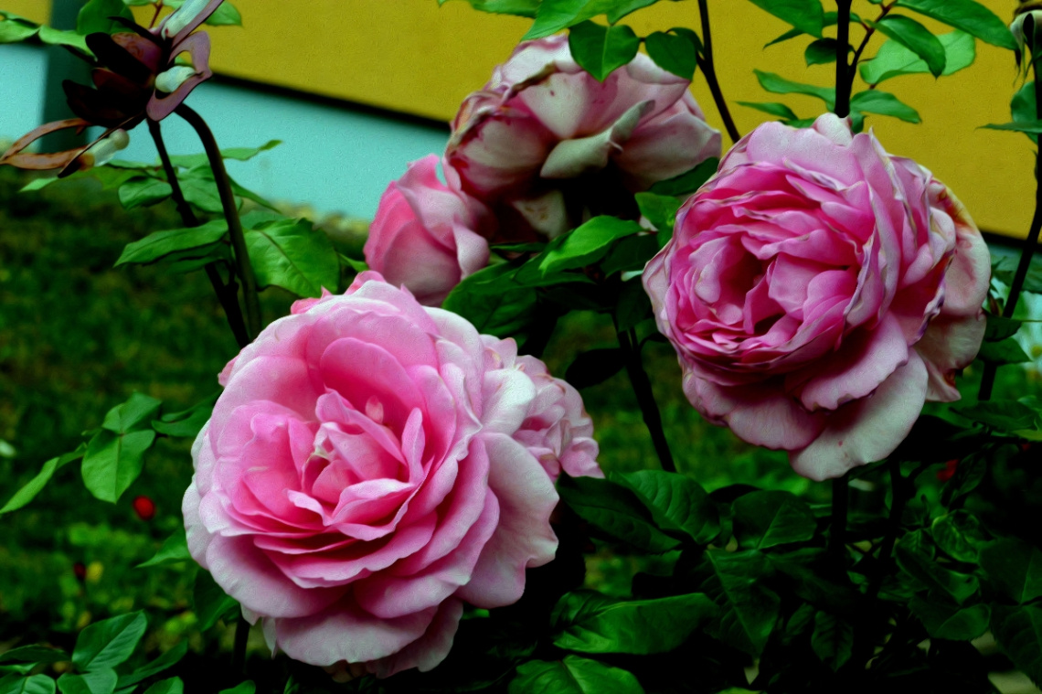 ROSEN