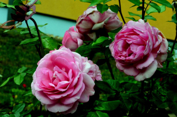 ROSEN
