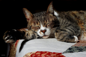 Afternoon nap