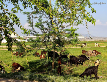 Kurban Bayramınız Mübarek Olsun..