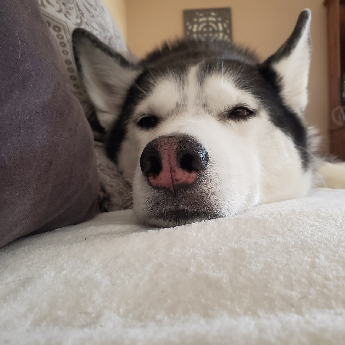 Lazy Daisy Day
