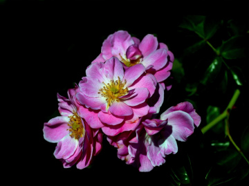 ROSEN