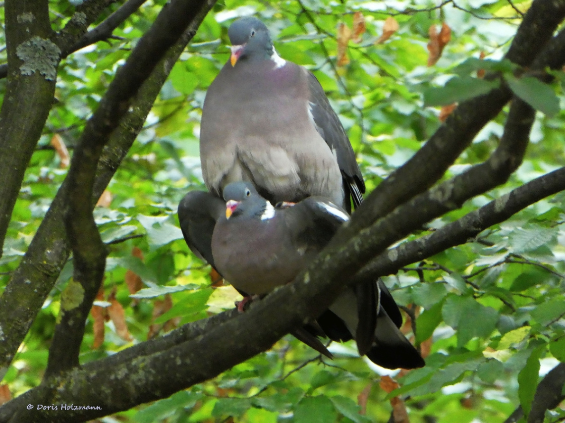 Love is in the air