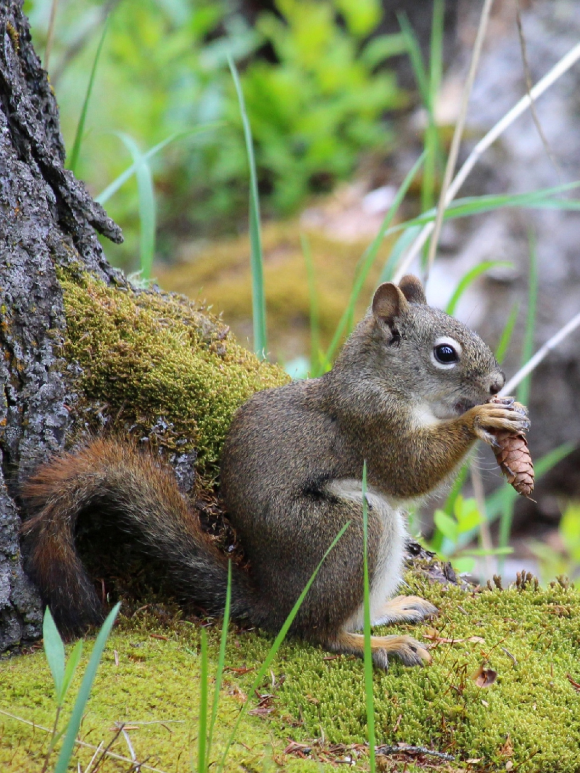 Sweet Squirrel 