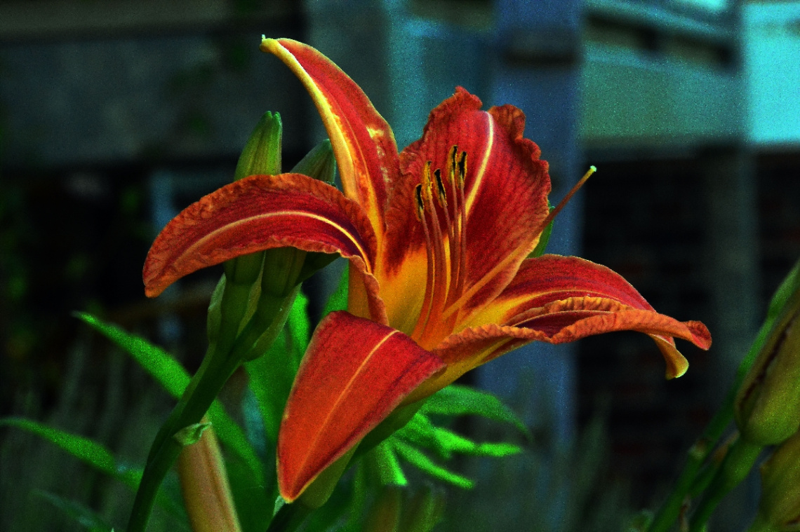 BLÜTE
