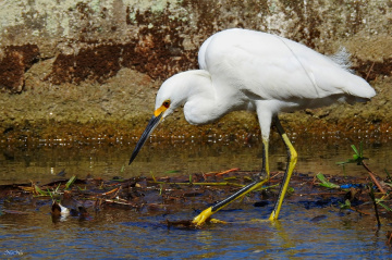 Egretta thula