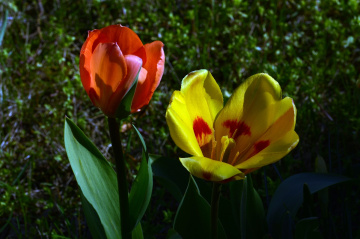 TULPEN