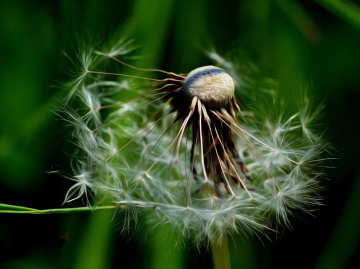 PUSTEBLUME