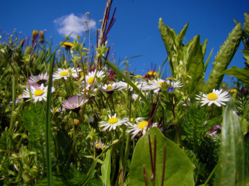 AUF EINER WIESE