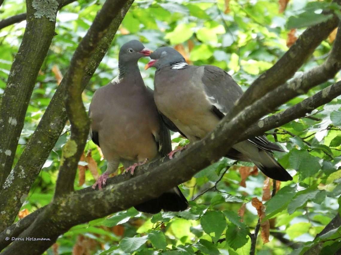 Love is in the air
