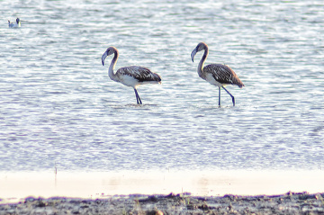 Flamingolar - ~300 metreden
