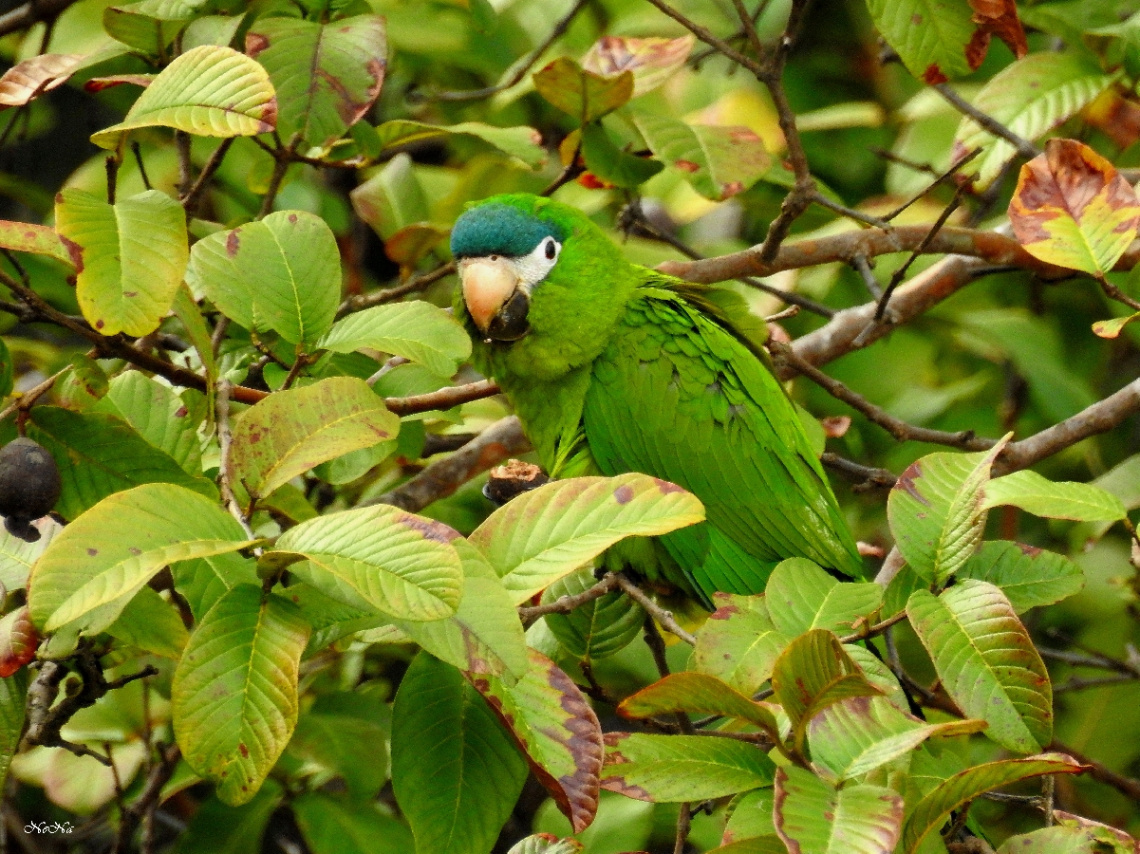 Diopsittaca nobilis
