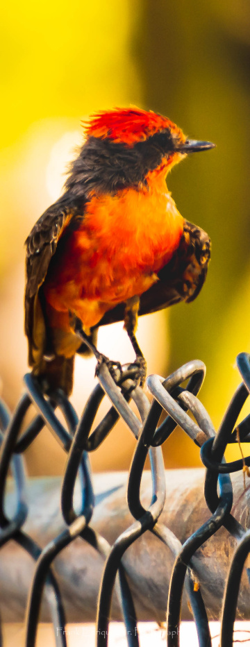 Vermillion Fly Catcher
