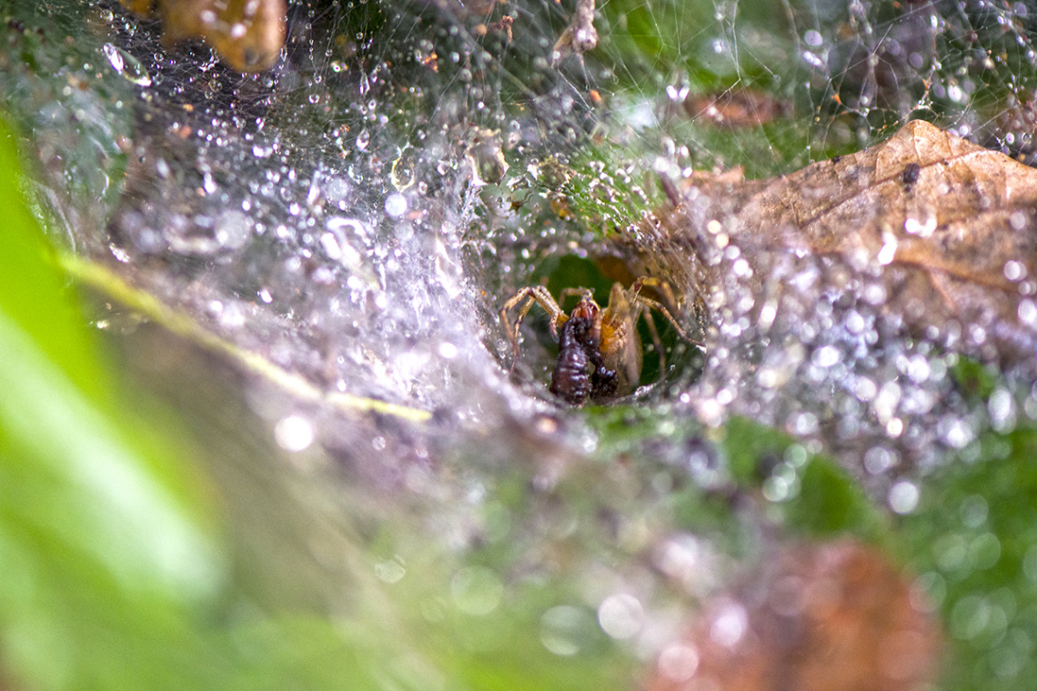 Örümcek Ağı