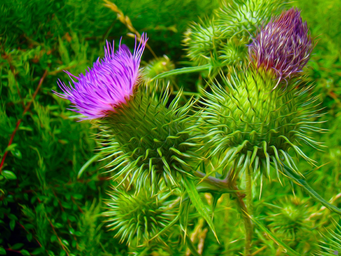 AUF EINER WIESE