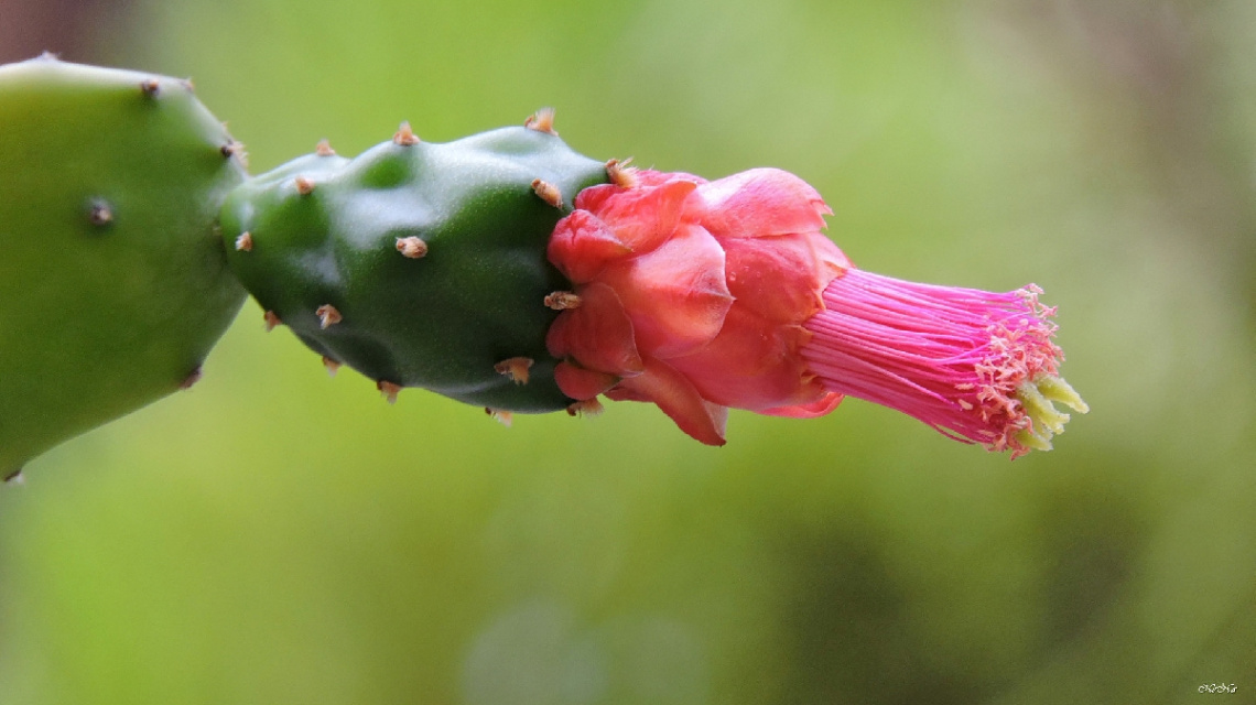 Cactus flower