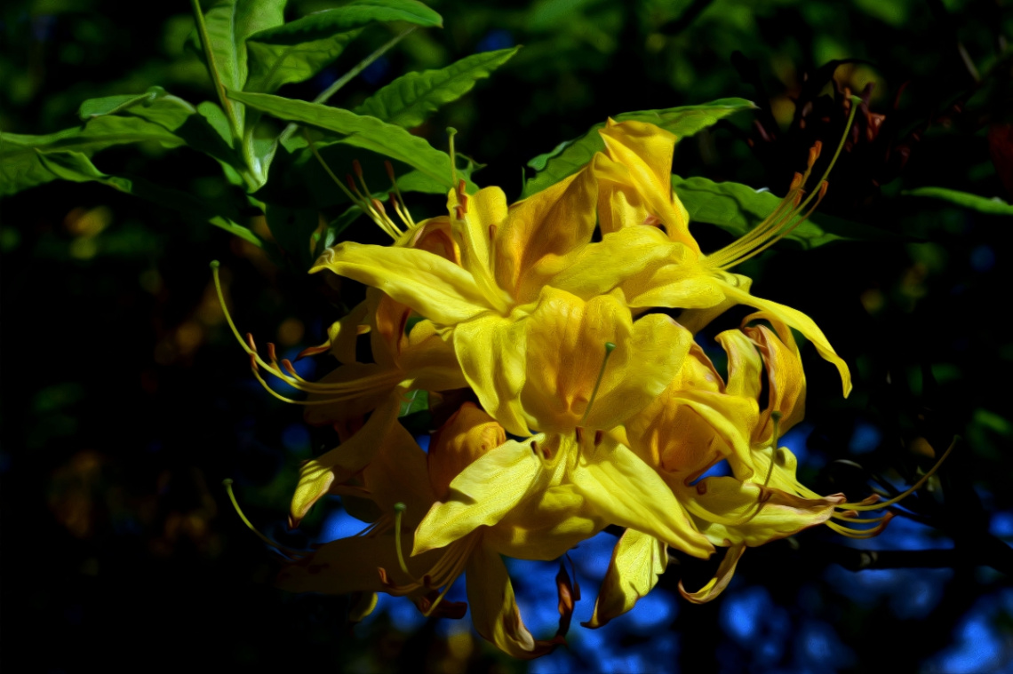 BLÜTEN