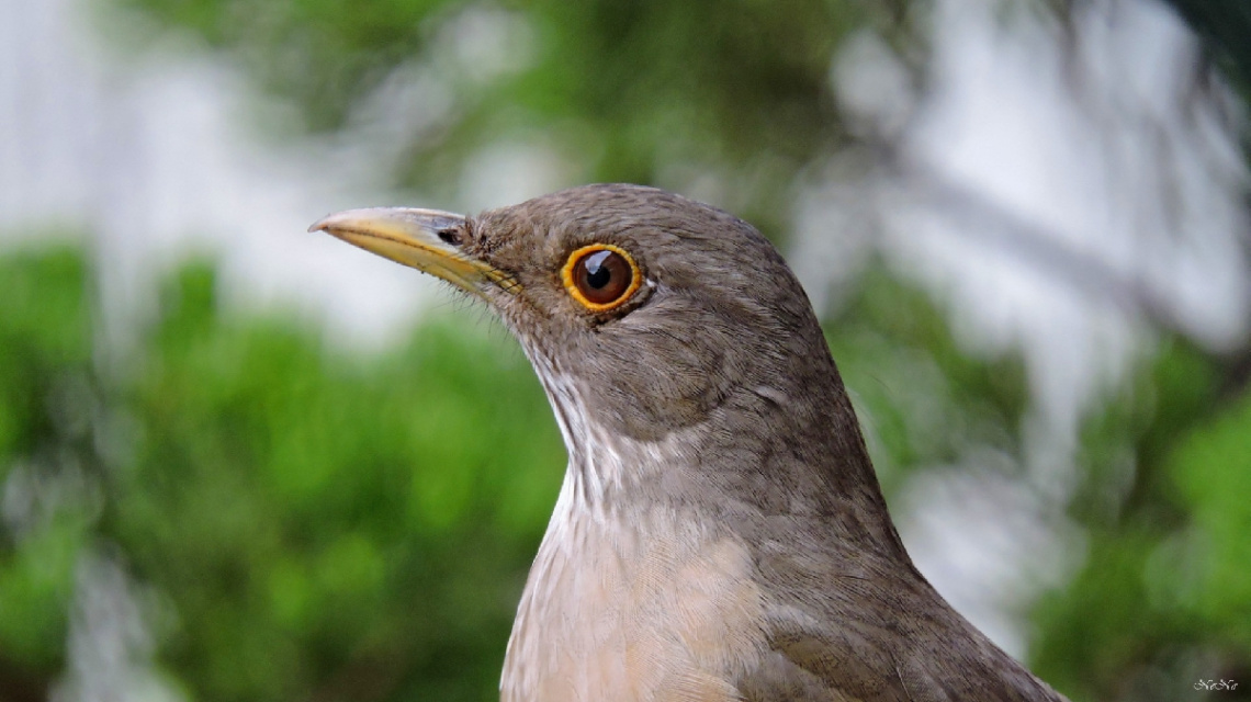 Turdus rufiventris