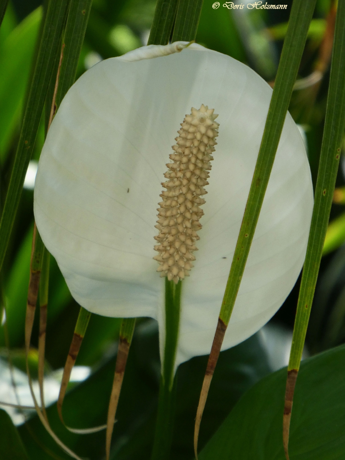 Anthurium