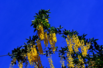 BLÜTEN
