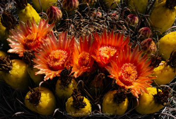 Arizona Prickly Pears