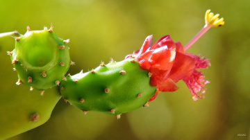 Opuntia cochenillifera