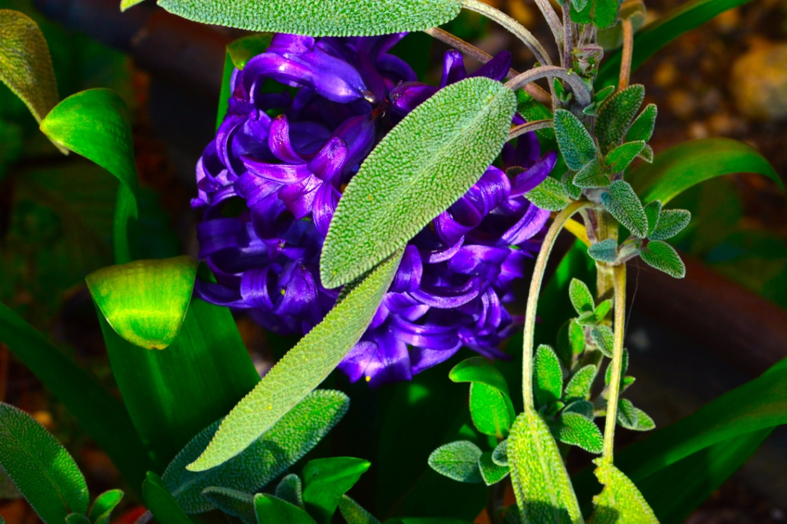 BLÜTEN