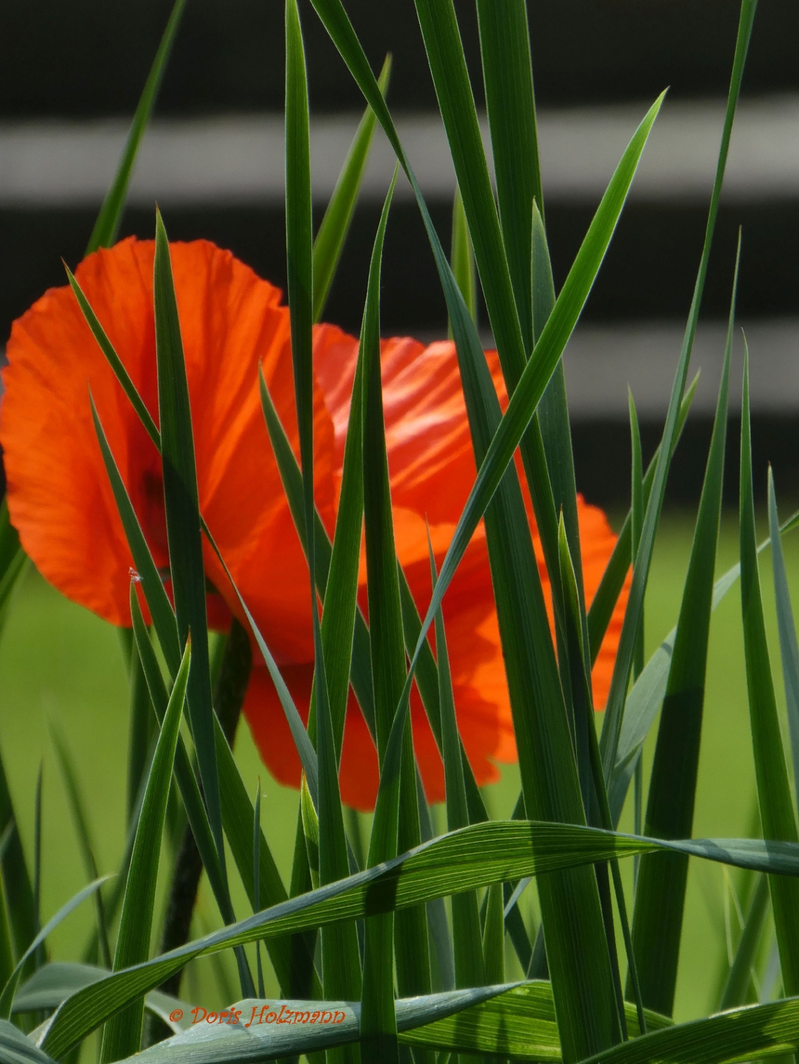 red and green