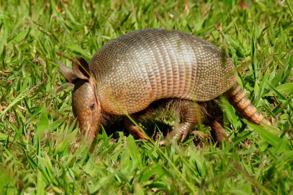 Tatu (Dasypodidae)