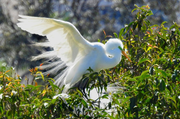 Great Egret