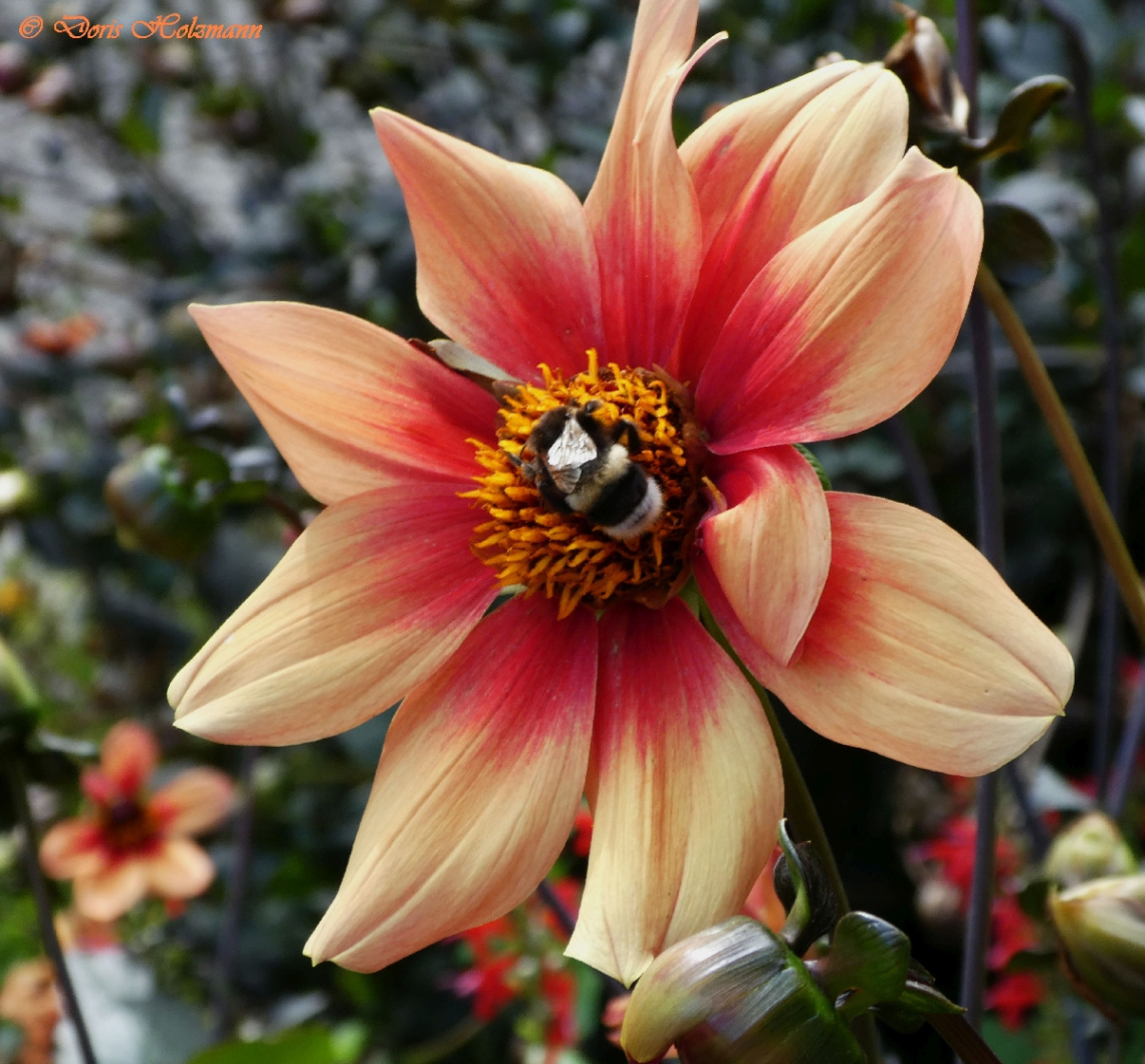 blossom