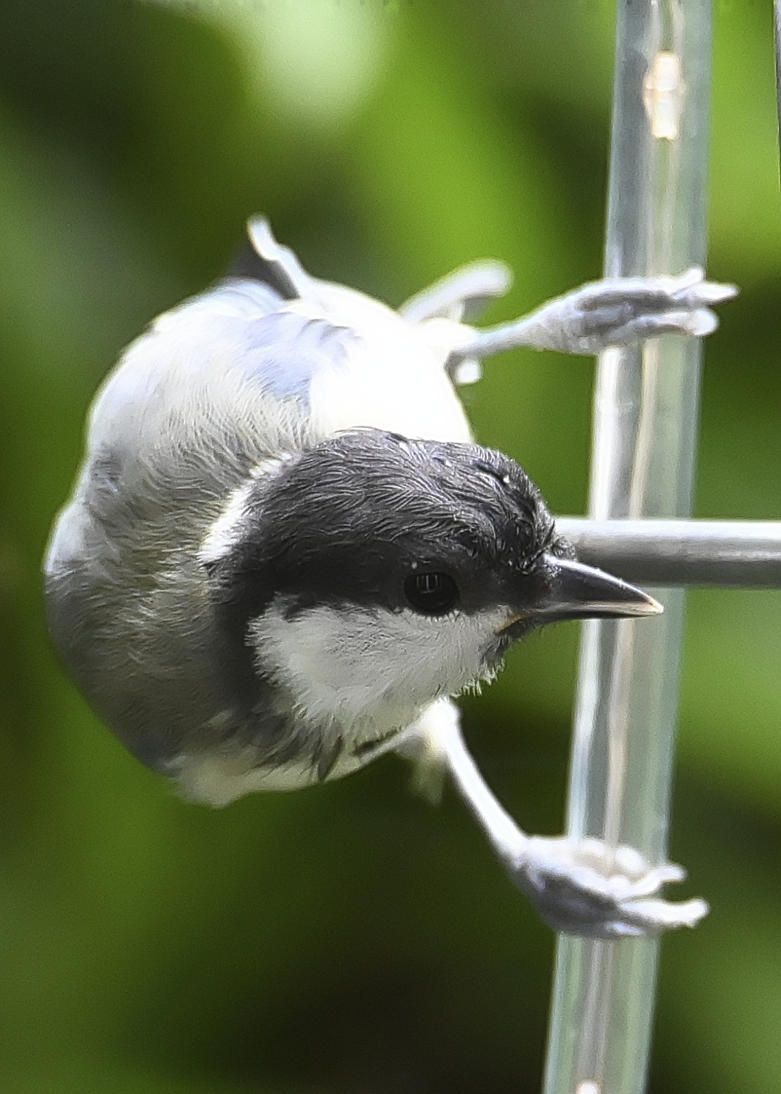 little bird