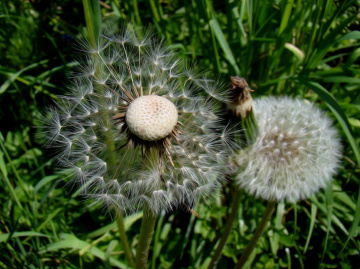 PUSTEBLUME