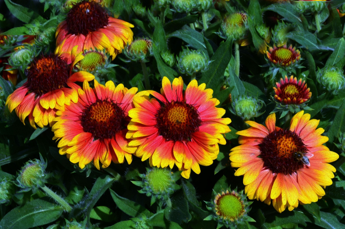 BLÜTEN