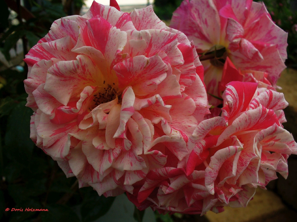 roses