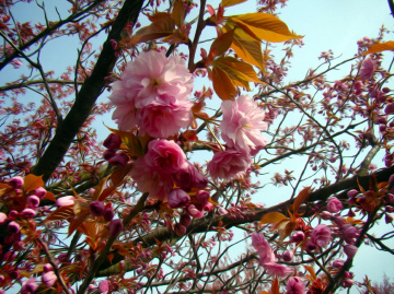 BLÜTEN