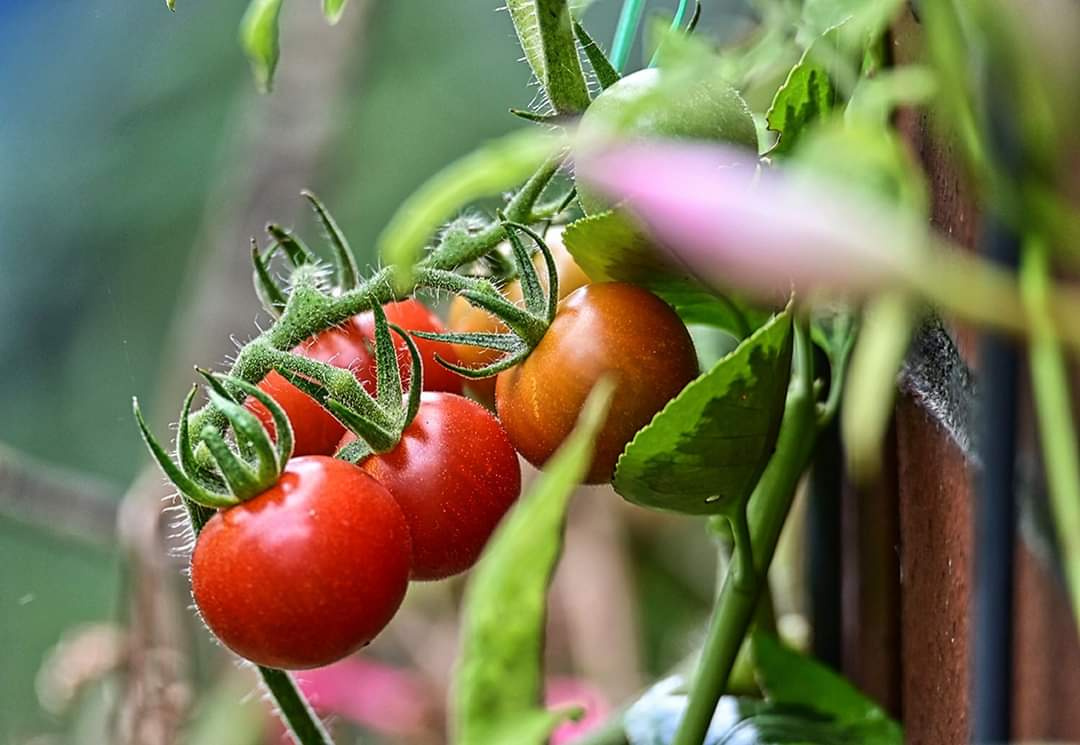Tomatos