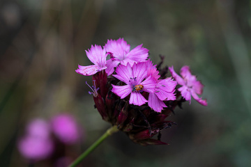 Çiçekdeki Uğurböceği 