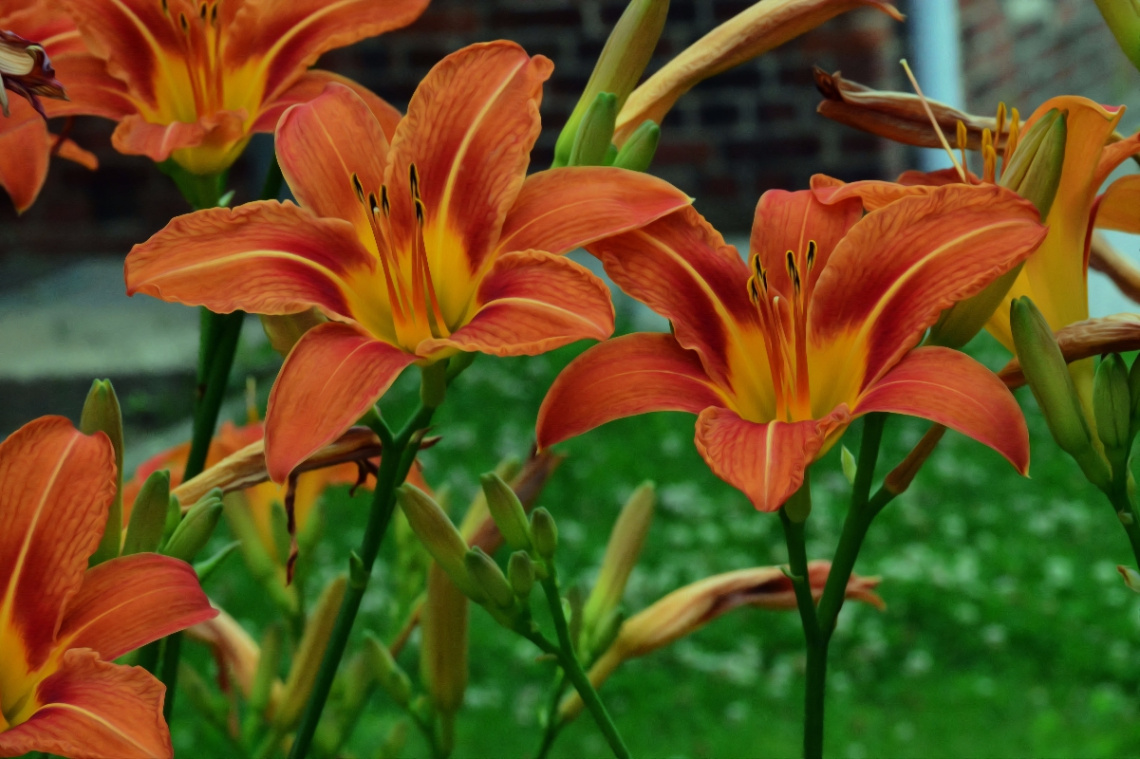 BLÜTEN