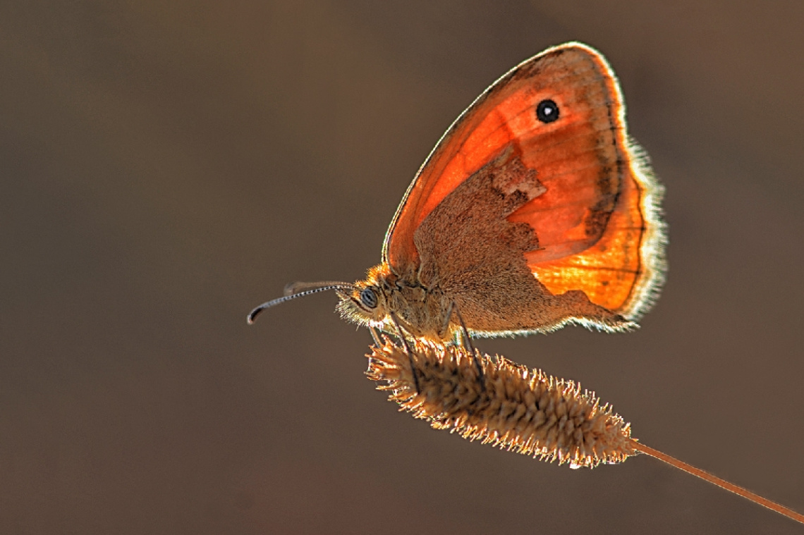 Çayır Esmeri Kelebek