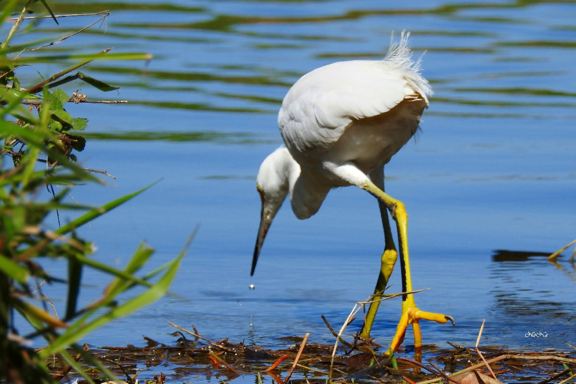 Snowy Egret