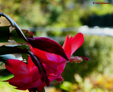 Christmas cactus