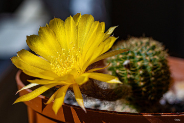 Kaktüs Çiçeği