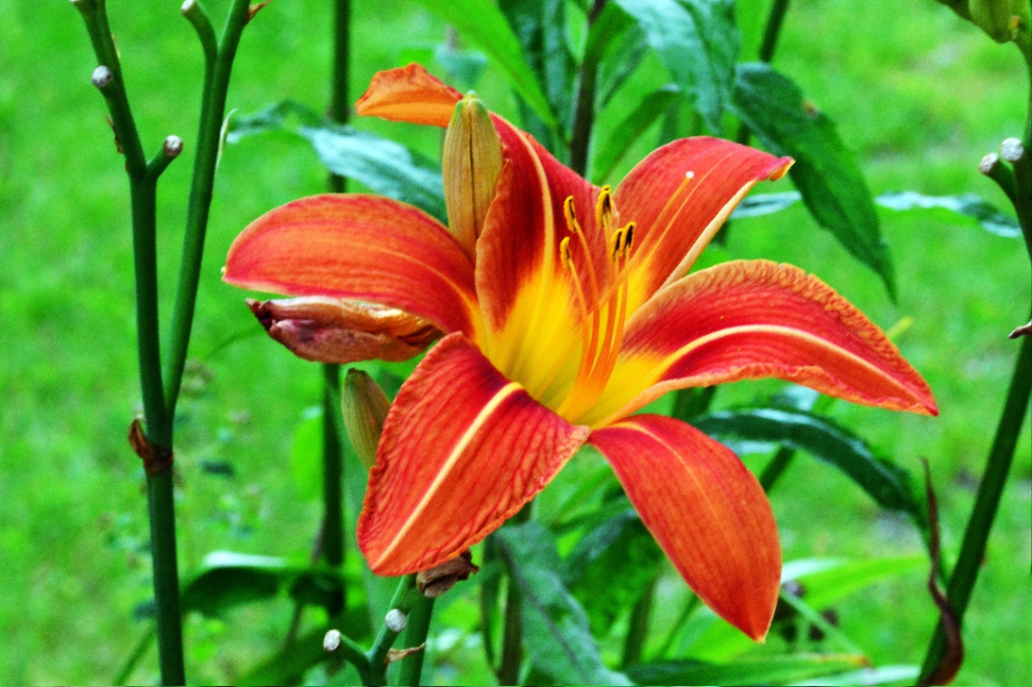 BLÜTE
